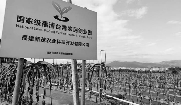 福清一農(nóng)業(yè)種植基地“巨無霸”火龍果獲豐收