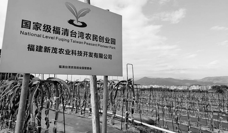 福清一农业种植基地“巨无霸”火龙果获丰收