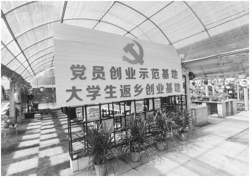 种植“多肉”敲开致富门
