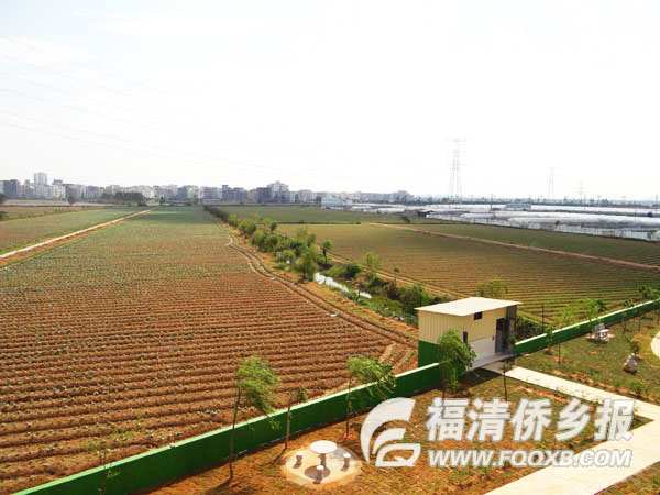 江镜镇后地村:现代农业示范园区里的生态村_正文_福清要闻_新闻中心