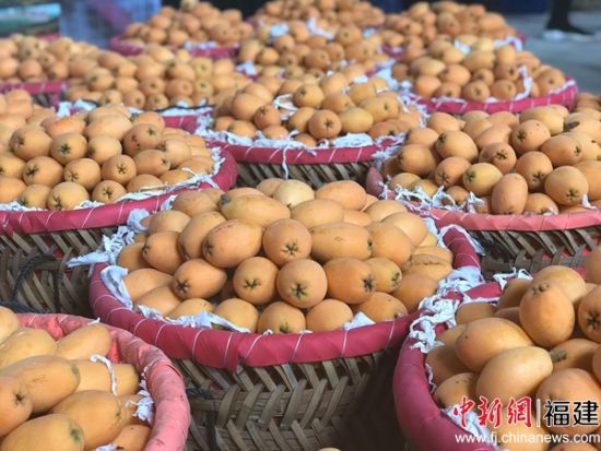 枇杷，性喜温暖湿润，为福建六大名果之一，枇杷是福州市特色农产品，广为种植。