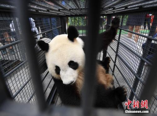 中国首批高纬度饲养大熊猫返川参与繁殖计划(图)