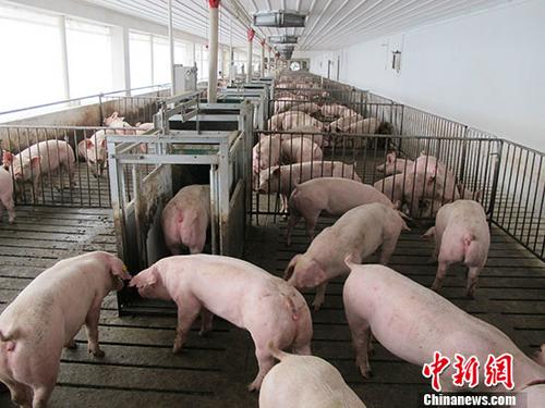 两部门发文 实施生猪规模化养殖场建设补助项目