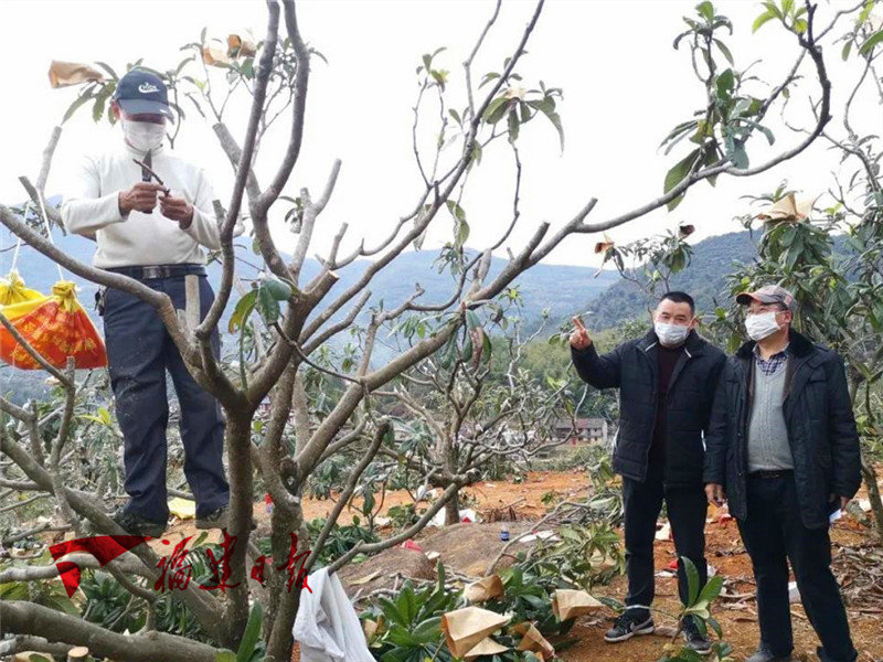 嫁接枇杷、抢收花菜、农资配送……田间地头忙起来喽