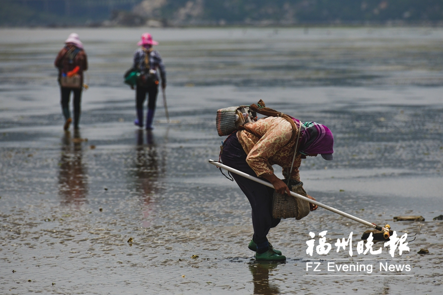 福清玉楼村滩涂资源生出“金娃娃” 沿海栈道成“网红景点”