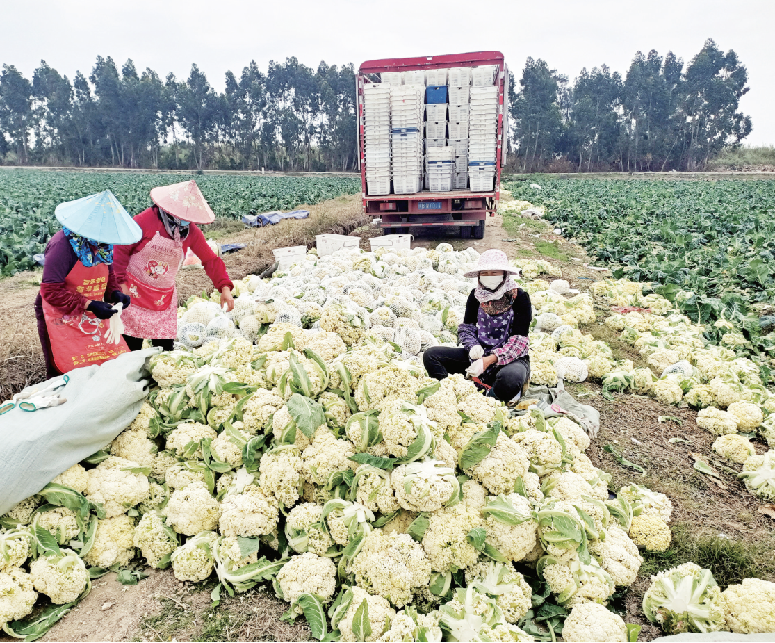 福清“菜篮子工程”货丰量足