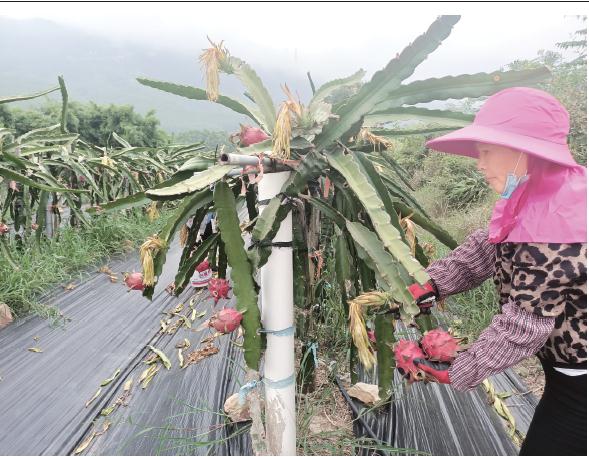 双保服务企业——现代高科技农牧企业火龙果大丰收