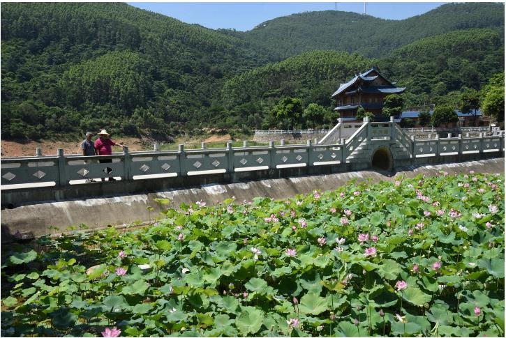 荷花绽放 笑迎游客