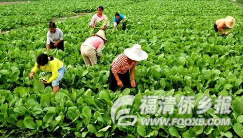 福清有多少人口_福清有朴朴超市