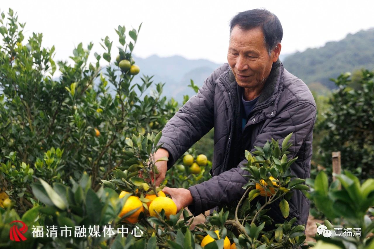 一都镇脐橙进入采摘期