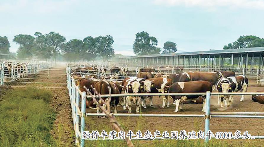 肉牛产业“犇起来” 群众致富“牛气足”