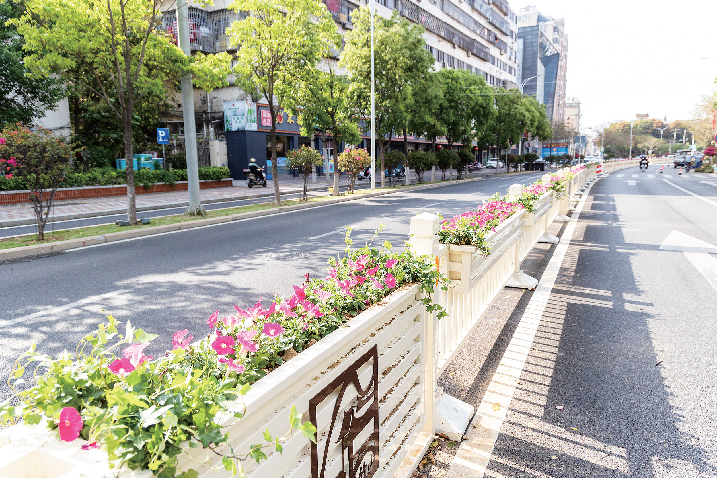 福俱路（清昌大道——环城路）道路景观再提升工作完成