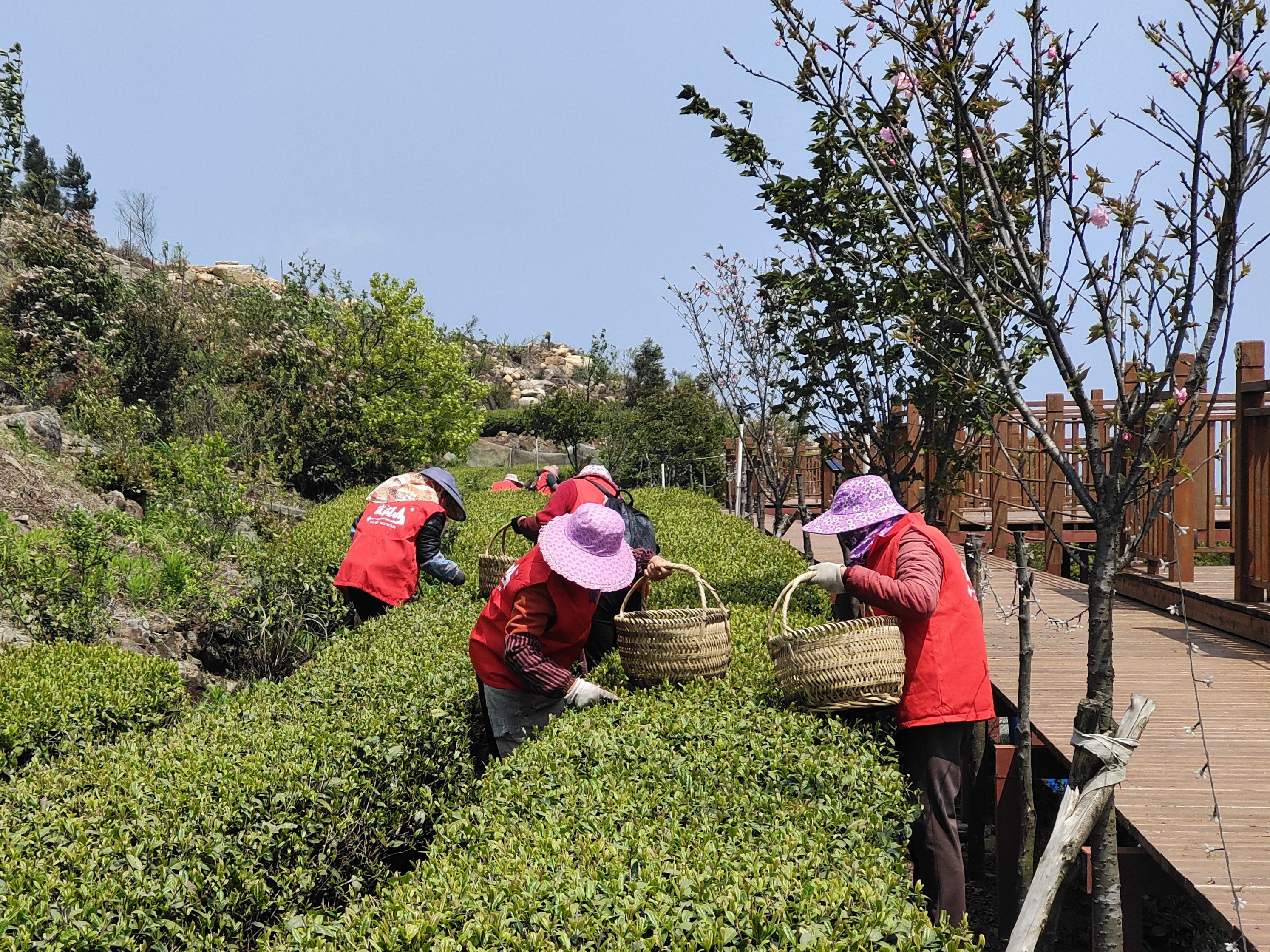 春茶又飘香 茶园采摘忙