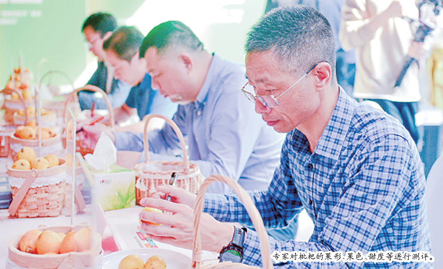第六届福州（福清）枇杷文化节开幕
