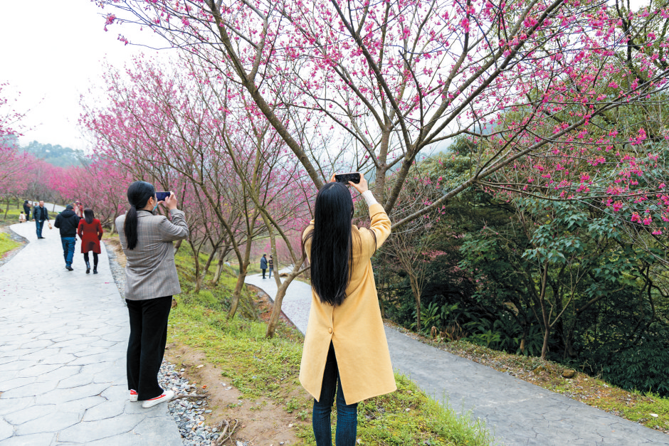 福清灵石山国家森林公园万株樱花盛开