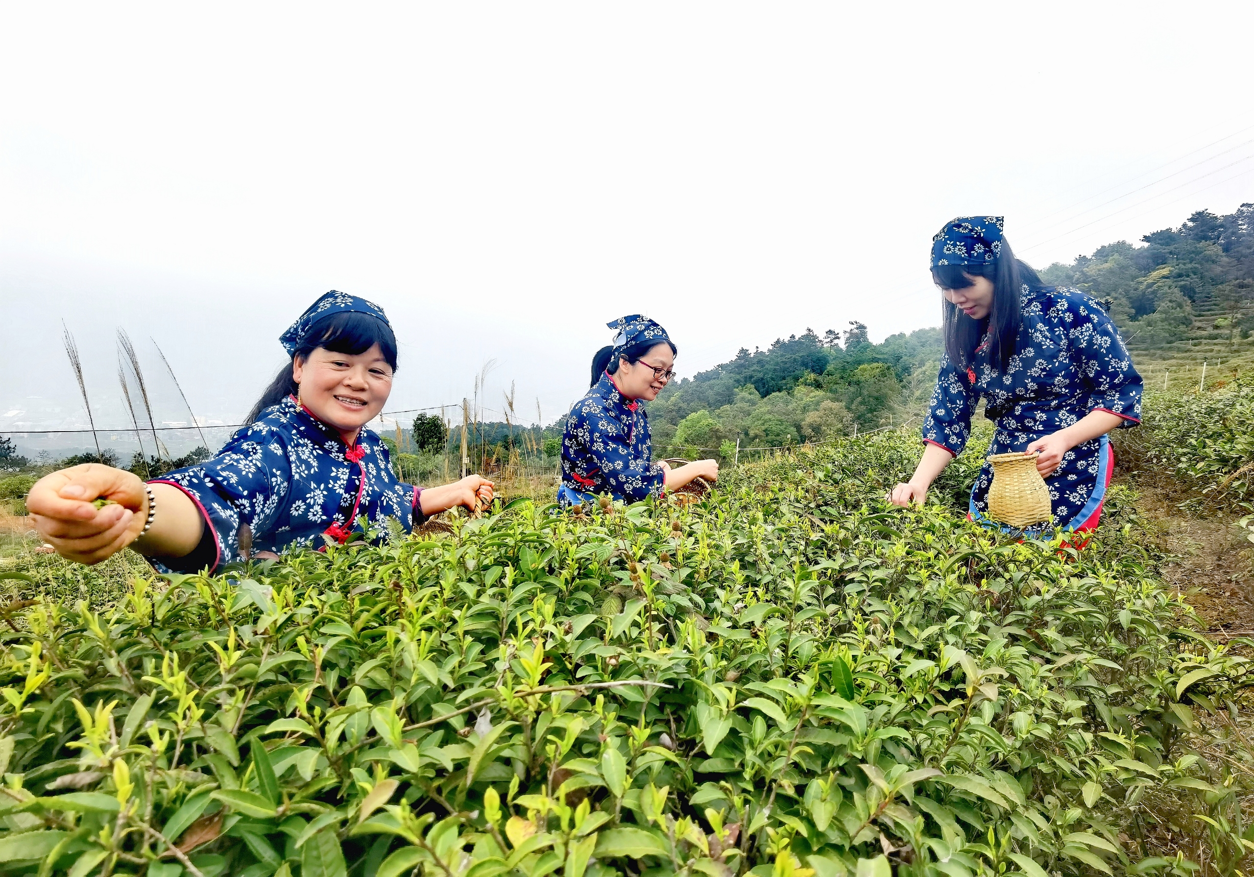 【图片新闻】春茶香满山 采摘正当时