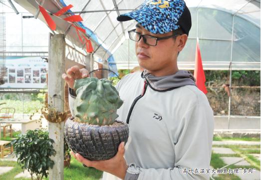 回乡创业种“多肉”勇当致富带头人