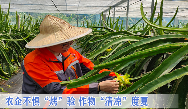 福清台湾农民创业园多措并举保障农业生产